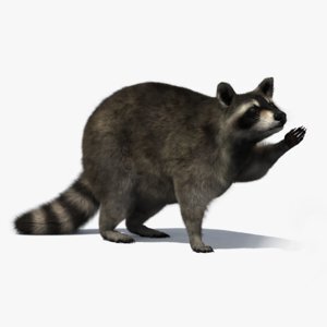 3D-Raccoon-Rigged1