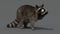 3D-Raccoon-Rigged2