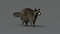 3D-Raccoon-Rigged3