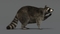 3D-Raccoon-Rigged4