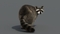 3D-Raccoon-Rigged5