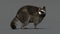 3D-Raccoon-Rigged6