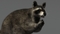 3D-Raccoon-Rigged7