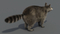 3D-Raccoon-Rigged9