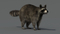 3D-Raccoon2