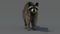 3D-Raccoon4