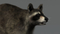 3D-Raccoon6