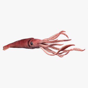 3D-Squid-Rigged1