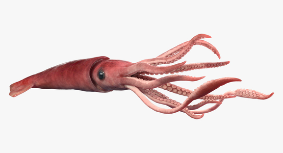 3D-Squid-Rigged1