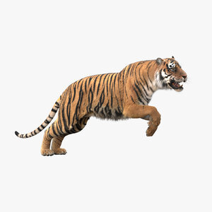 3D-Tiger-Animated-Fur-model1