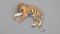3D-Tiger-Animated-Fur-model10