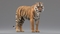 3D-Tiger-Animated-Fur-model13