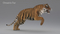 3D-Tiger-Animated-Fur-model22