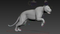3D-Tiger-Animated-Fur-model24