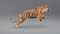 3D-Tiger-Animated-Fur-model3