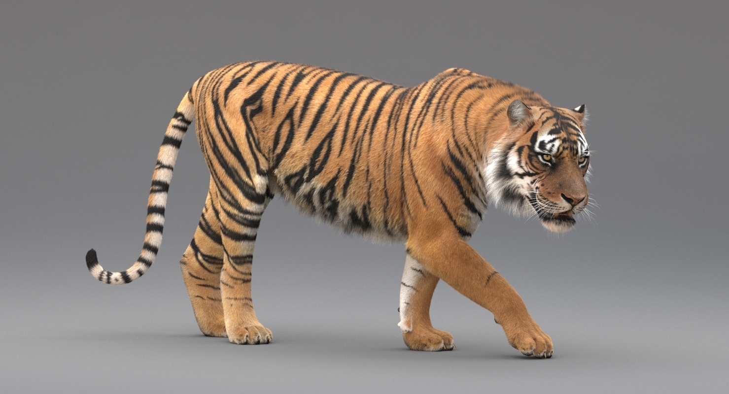 3D Tiger Animated (Fur) model — Missset