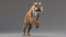 3D-Tiger-Animated-Fur-model7