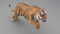 3D-Tiger-Animated-Fur-model8