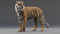 3D-Tiger-Animated-Fur-model9