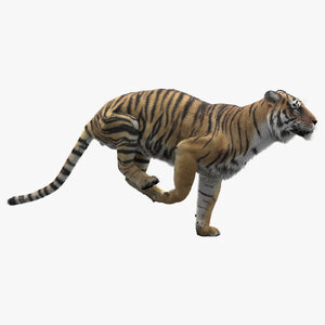 3D-Tiger-Animated-model1