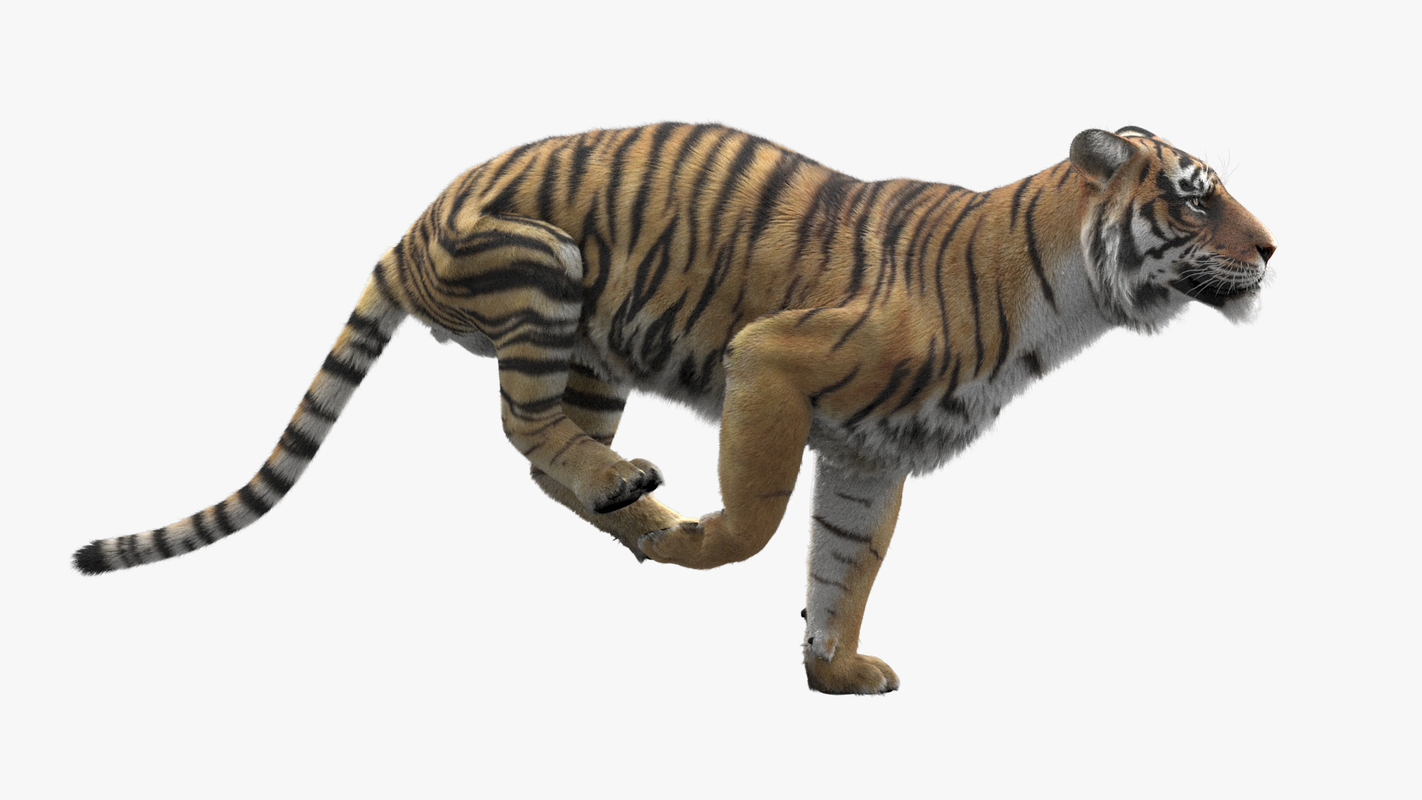 3D Tiger Animated model — Missset