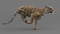 3D-Tiger-Animated-model2