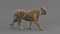 3D-Tiger-Animated-model3
