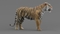 3D-Tiger-Animated-model8
