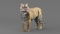 3D-Tiger-Animated-model9