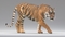 3D-Tiger-Rigger-with-Ornatrix-Fur-model13