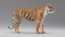 3D-Tiger-Rigger-with-Ornatrix-Fur-model18