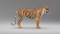 3D-Tiger-Rigger-with-Ornatrix-Fur-model3