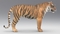 3D-Tiger-Rigger-with-Ornatrix-Fur-model7