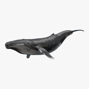 3D-Whale-Animated1