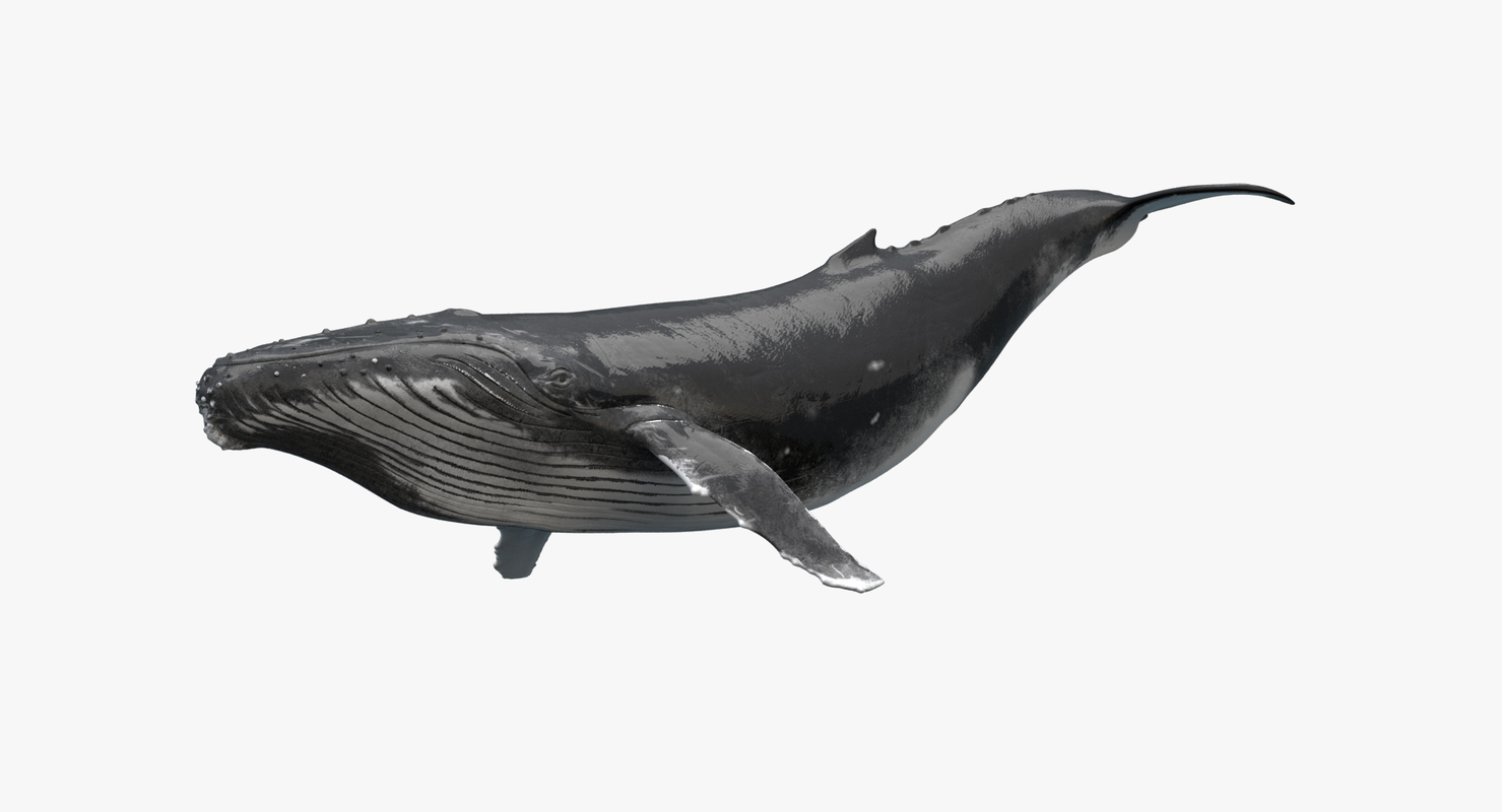 3D Whale Animated — Missset