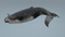3D-Whale-Animated10