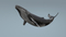 3D-Whale-Animated4