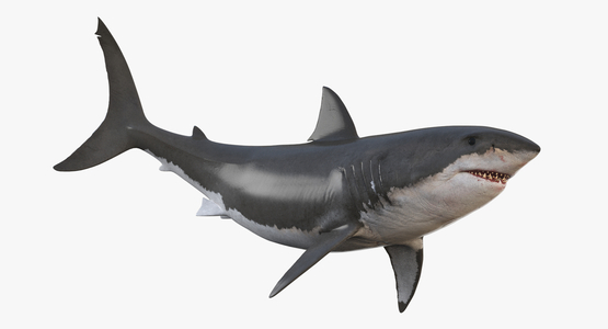 3D-White-Shark-Animated1
