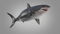 3D-White-Shark-Animated11