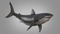 3D-White-Shark-Animated12