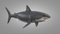 3D-White-Shark-Animated14