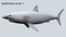 3D-White-Shark-Animated15