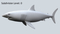 3D-White-Shark-Animated16
