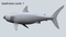 3D-White-Shark-Animated17