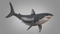 3D-White-Shark-Animated2