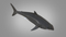 3D-White-Shark-Animated5