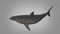 3D-White-Shark-Animated6