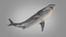 3D-White-Shark-Animated7