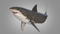 3D-White-Shark-Animated8