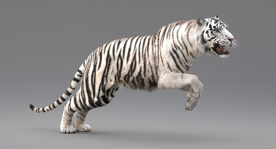 3D-White-Tiger-Animated-Fur1